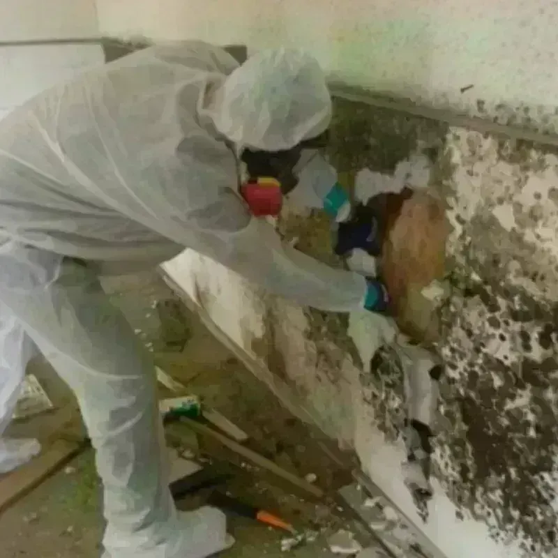 Mold Remediation and Removal in Tom Green County, TX